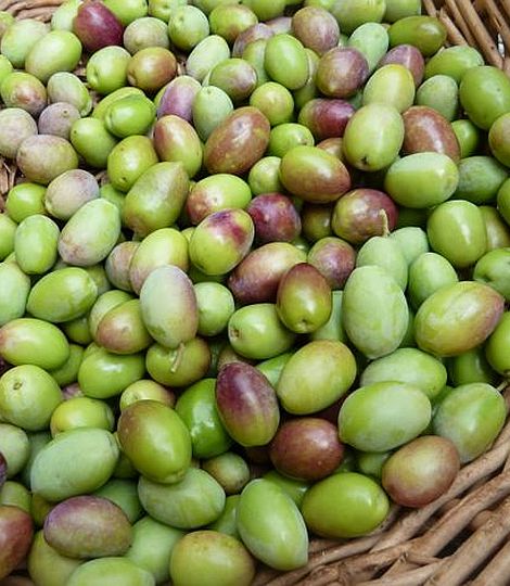 Olea europaea "frantoio"